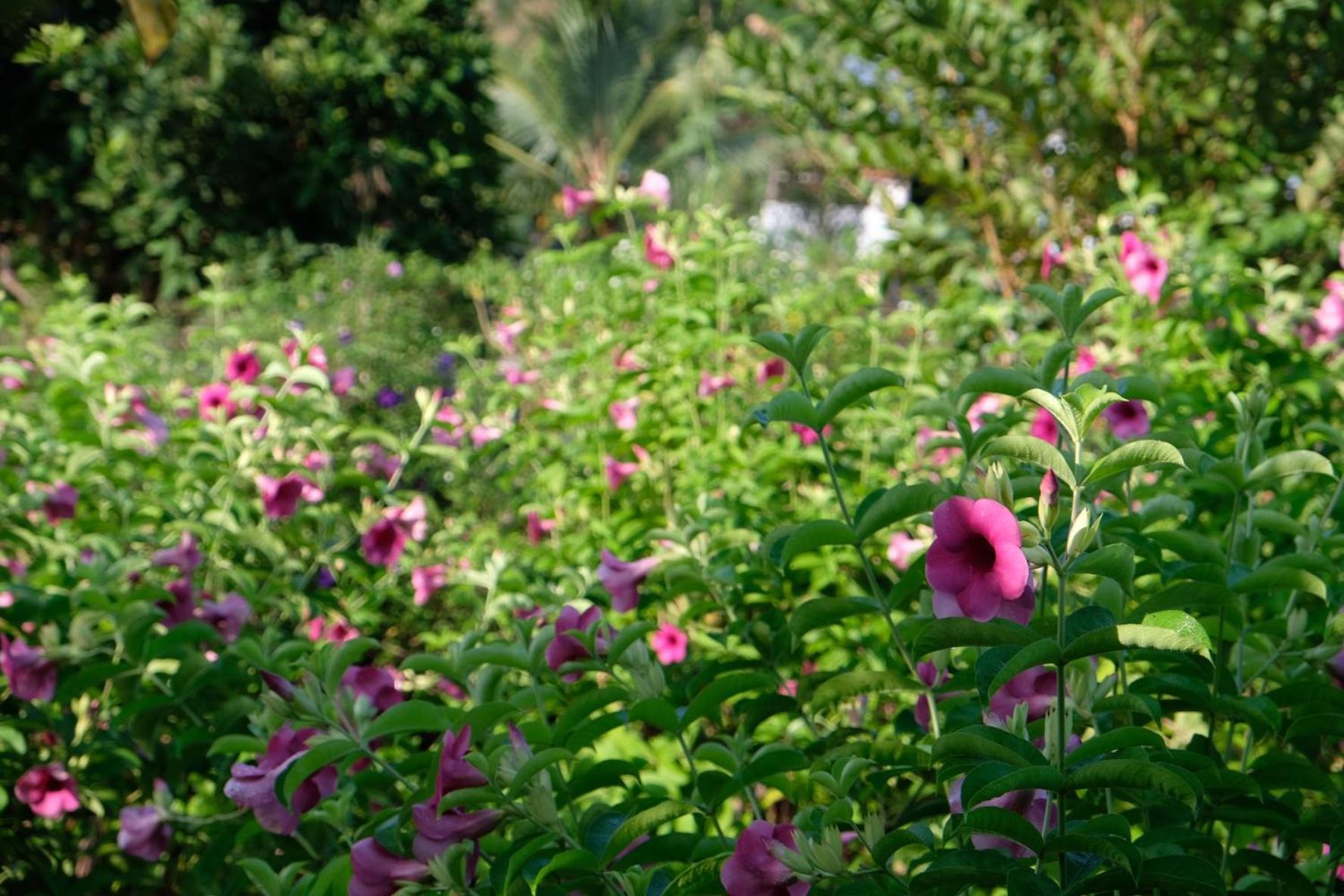 Bungalow - Farmstay Hoa Rung U Minh Ca Mau Exterior photo